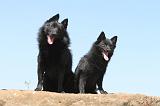 SCHIPPERKE 052